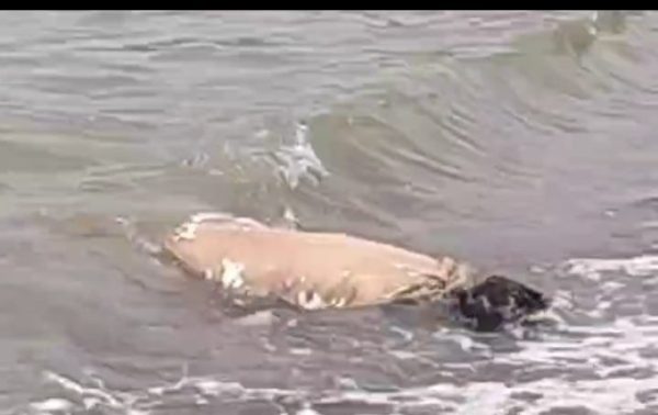 Warga sempat kaget bahwa mayat yang ngapung itu, tahun 2024 minta tumbal.