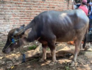 Warga minta pada Dewan Yang terhormat agar bantuan daging sapi berkelanjutan setiap tahun.