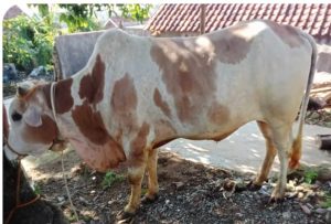 Keluarga besar Santaip membagikan 200 paket daging kurban kepada warga